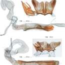 Image de Diptychophora diasticta Gaskin 1986