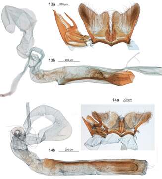 Image of Diptychophora diasticta Gaskin 1986