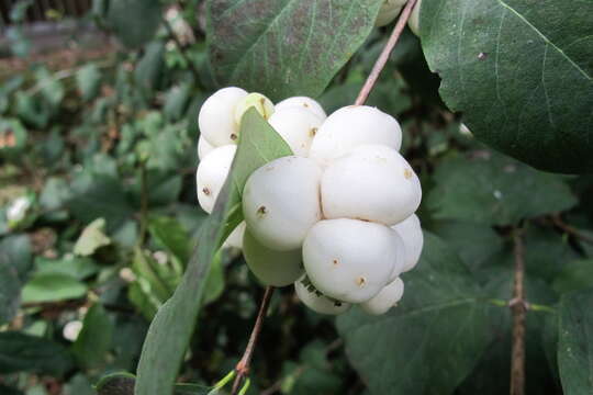 Image of common snowberry