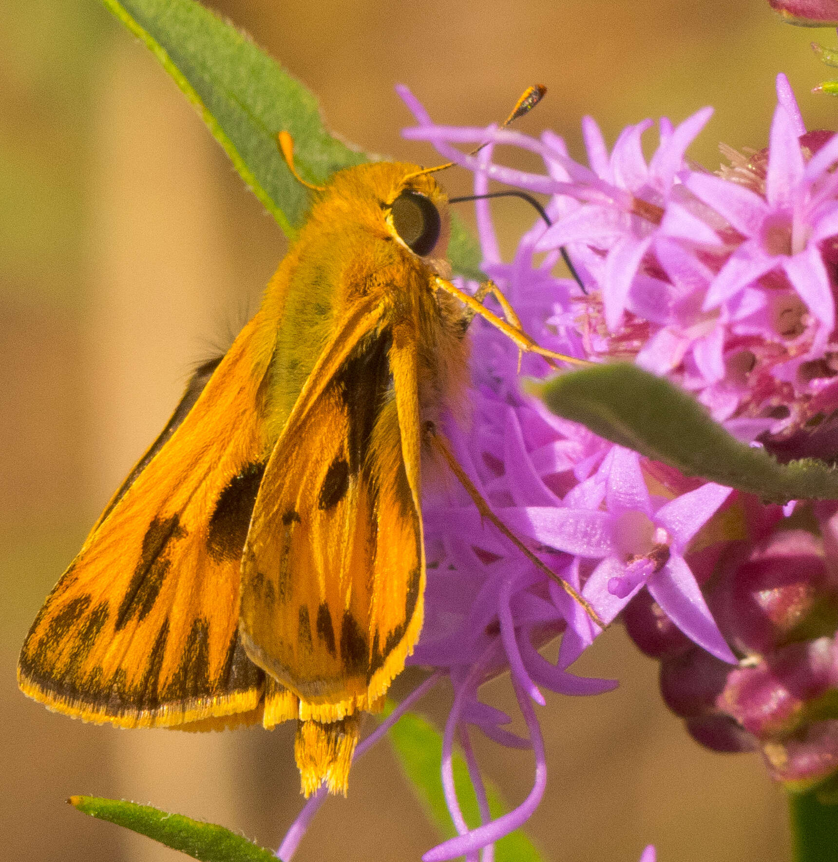 Image of Hylephila phyleus