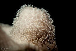 Image of Finger Coral