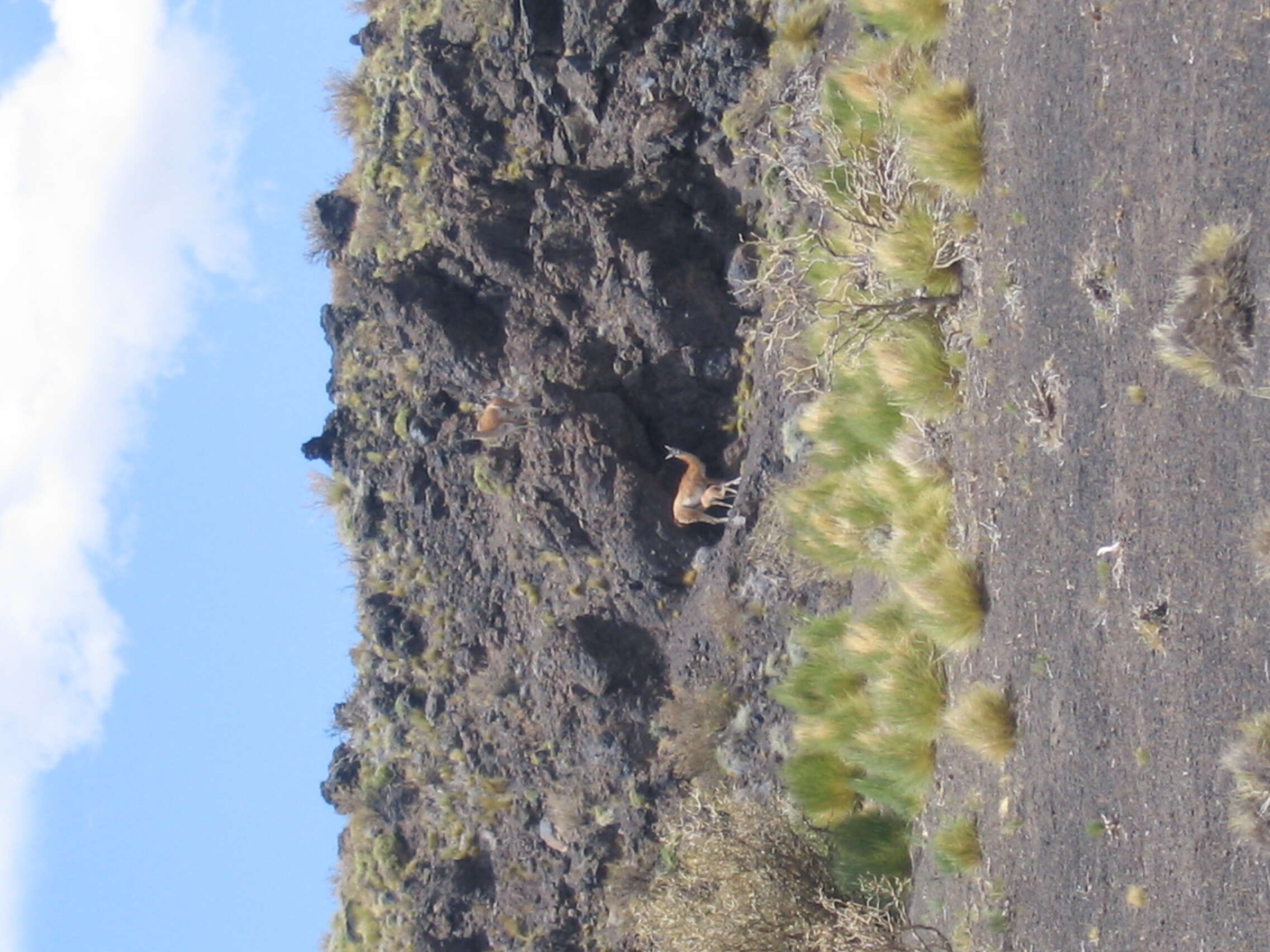 Image of Guanaco