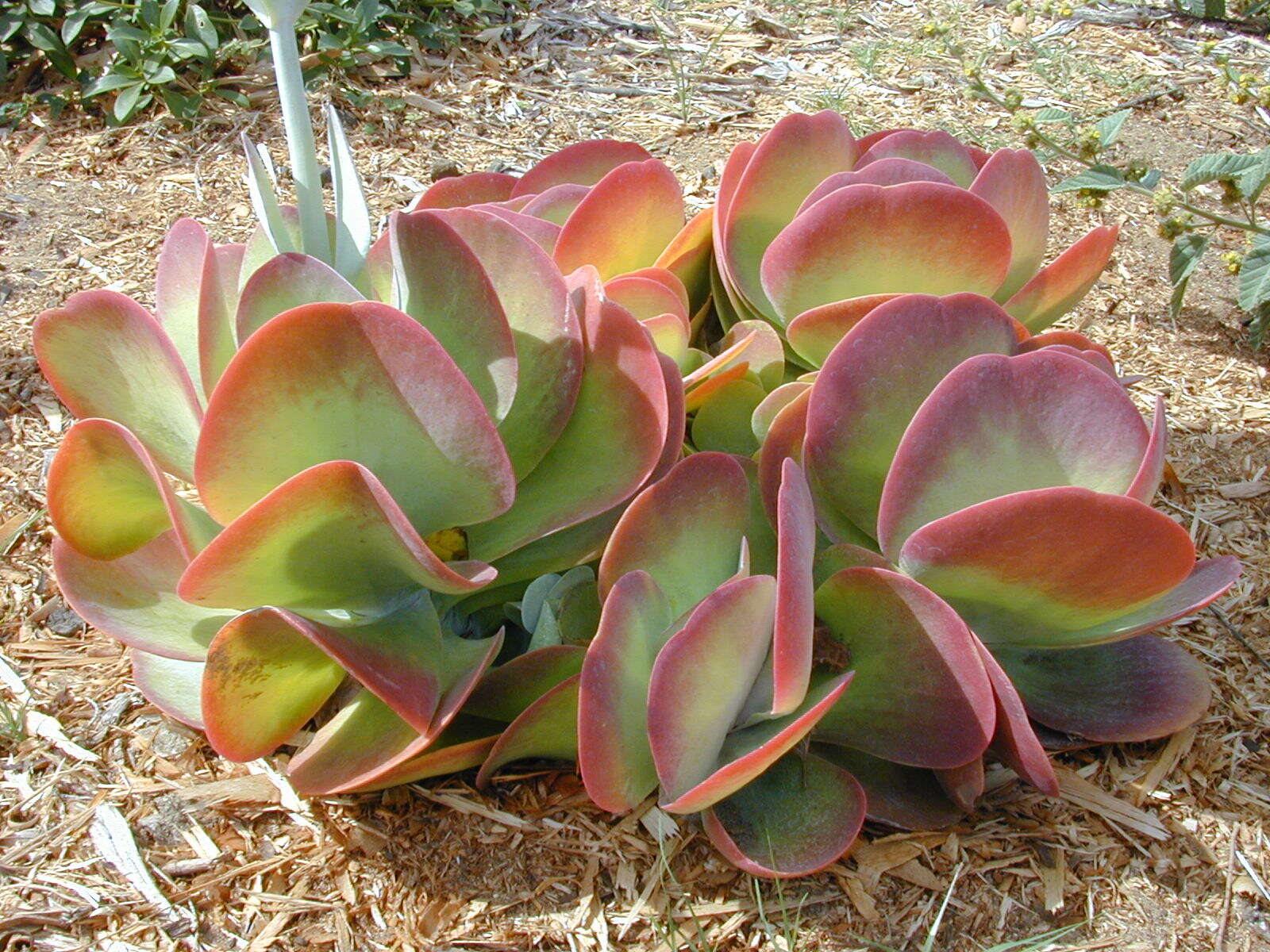 Image of Kalanchoe luciae