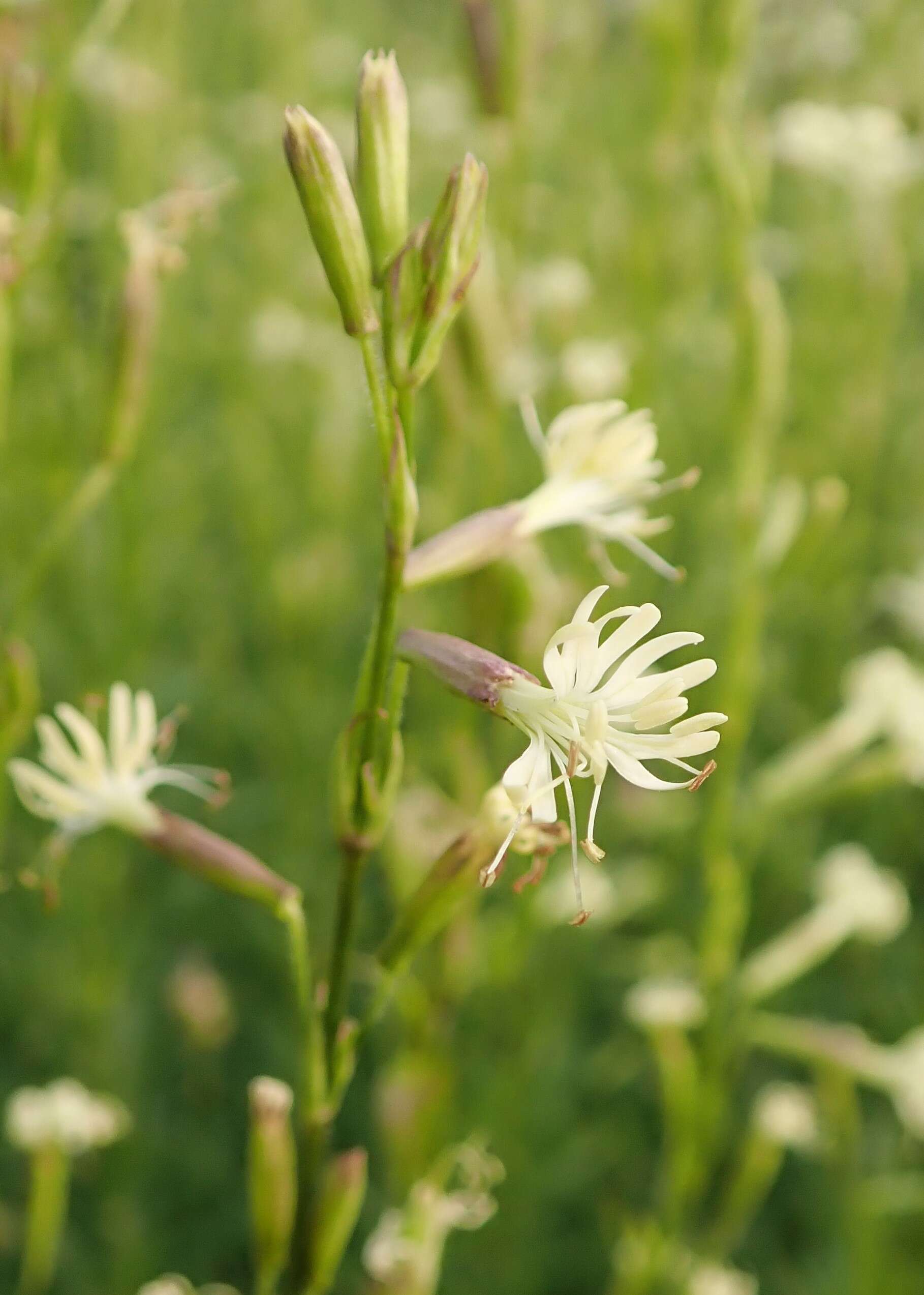 Image of Silene tatarica (L.) Pers.