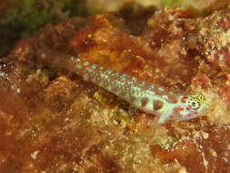 Image of Redblotched pygmy goby