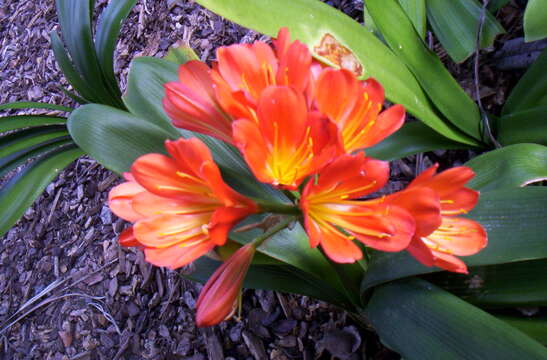 Image de Clivia