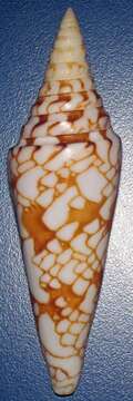 صورة Conus milneedwardsi Jousseaume 1894