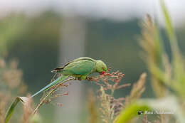 Image of Ring-necked Parakeet