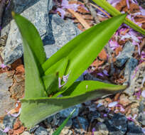 Image of Large blue squill