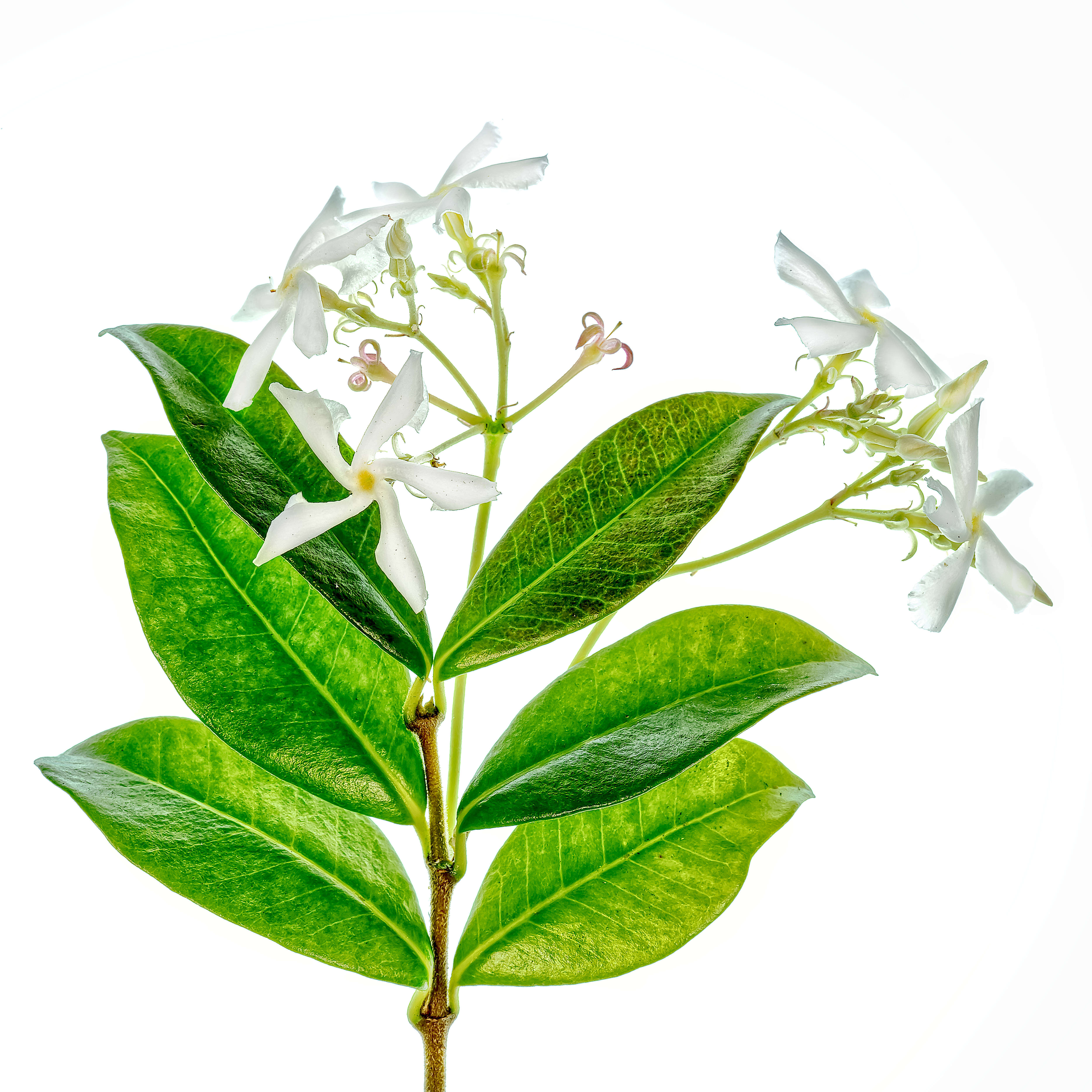 Image of Star-jasmine or Confederate-jasmine