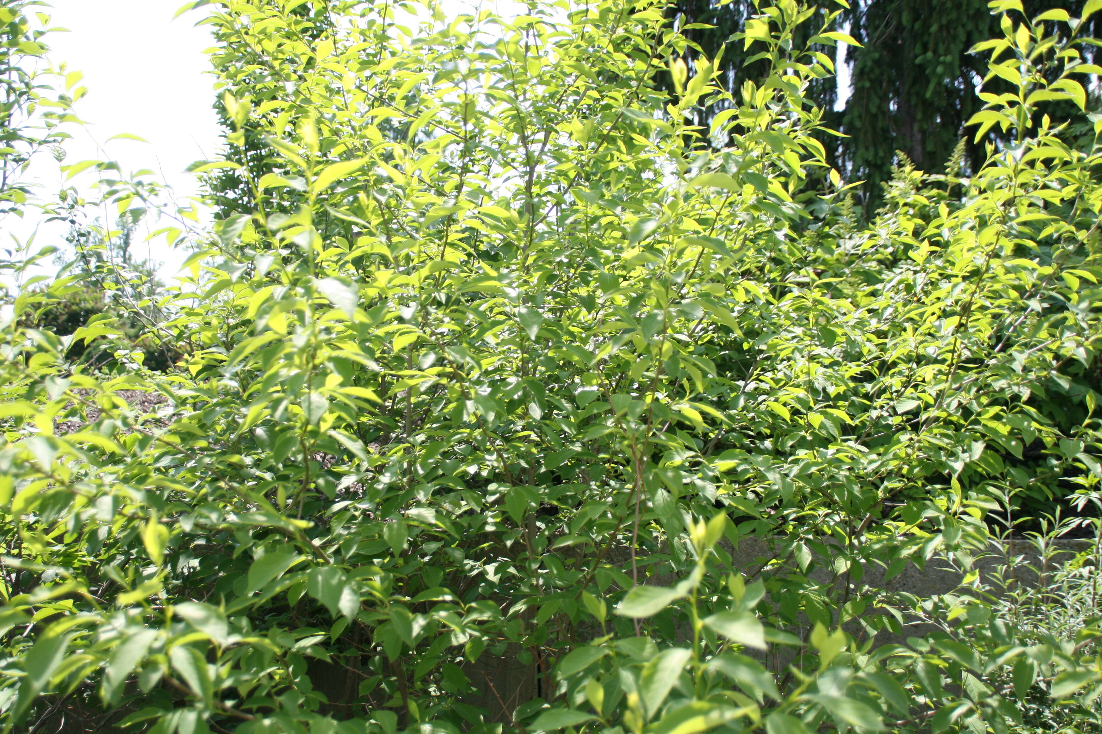 Image of northern spicebush