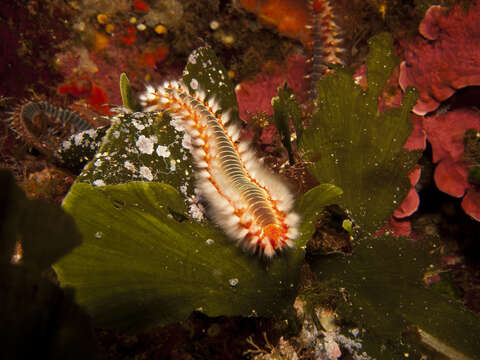 Image of Bearded Fireworm