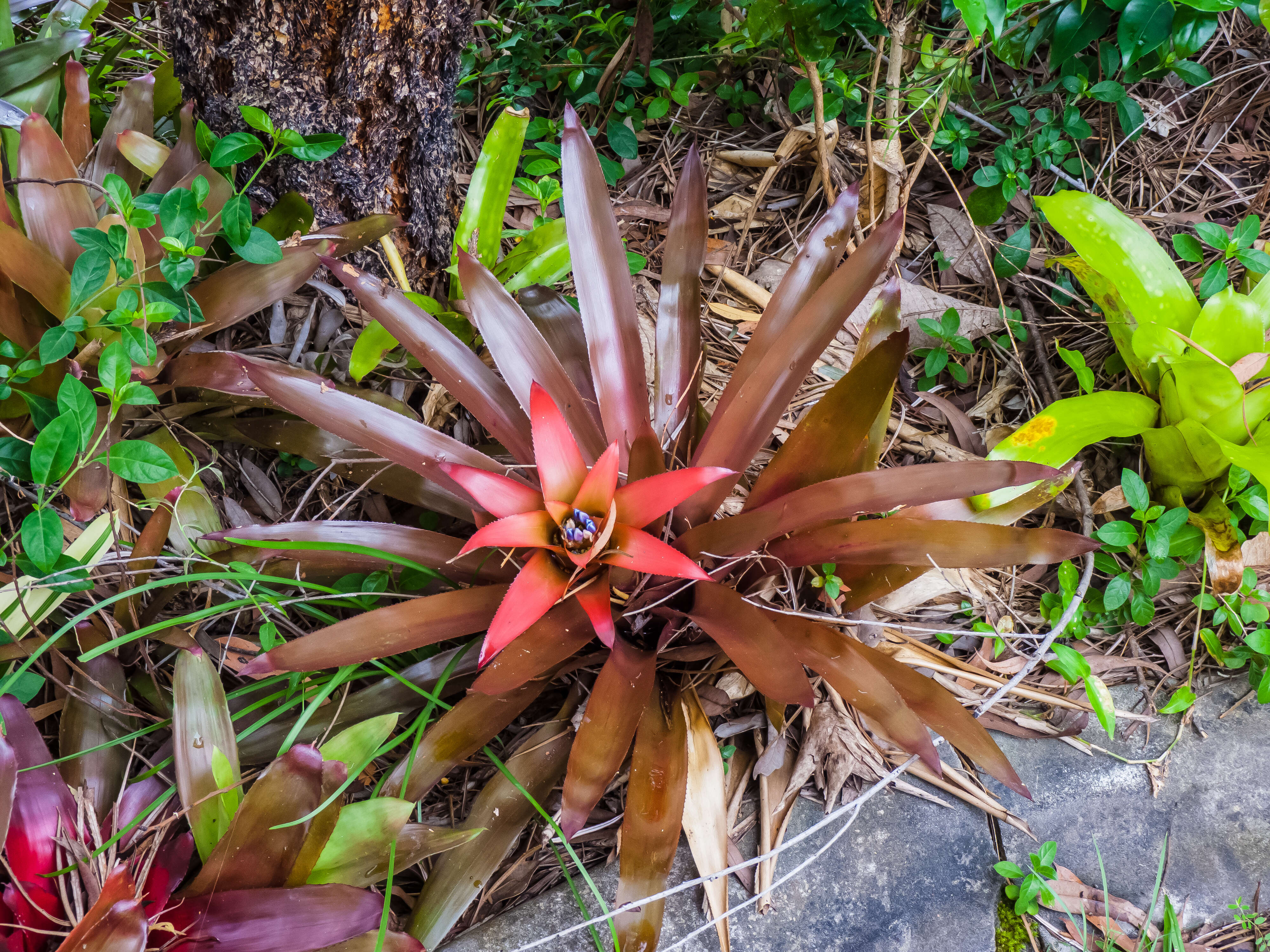 Nidularium billbergioides (Schult. & Schult. fil.) L. B. Sm.的圖片