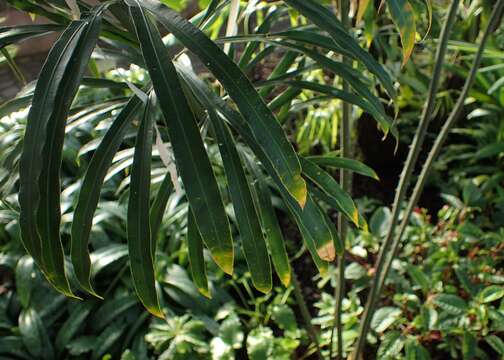 Image of Cycas micholitzii Dyer