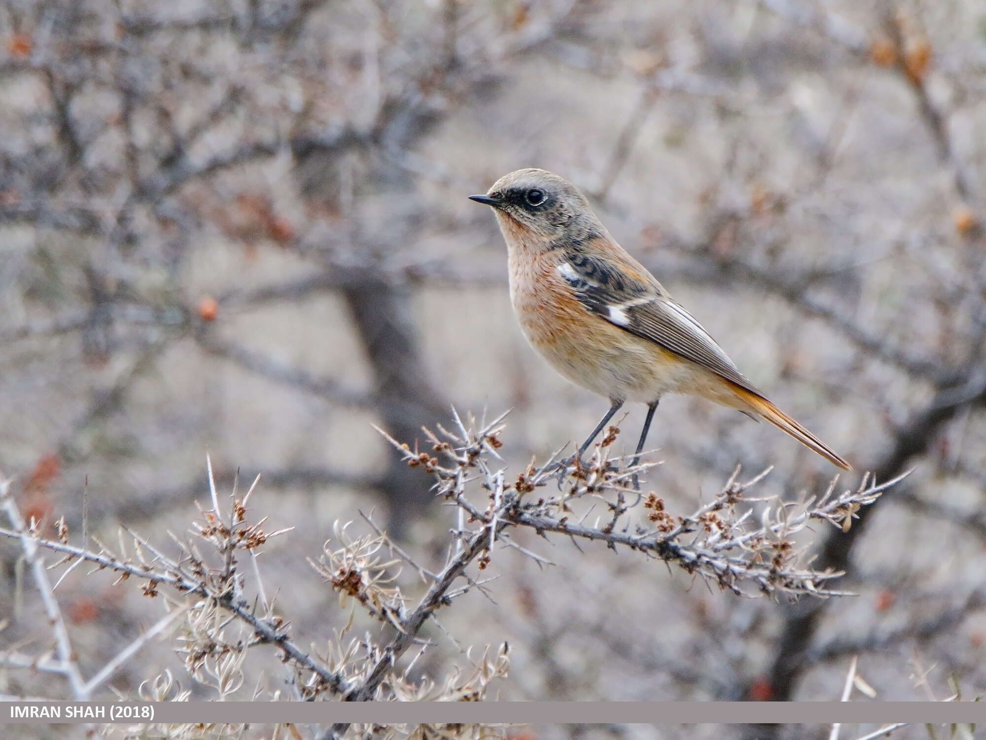 Image of Eversmann's Redstart