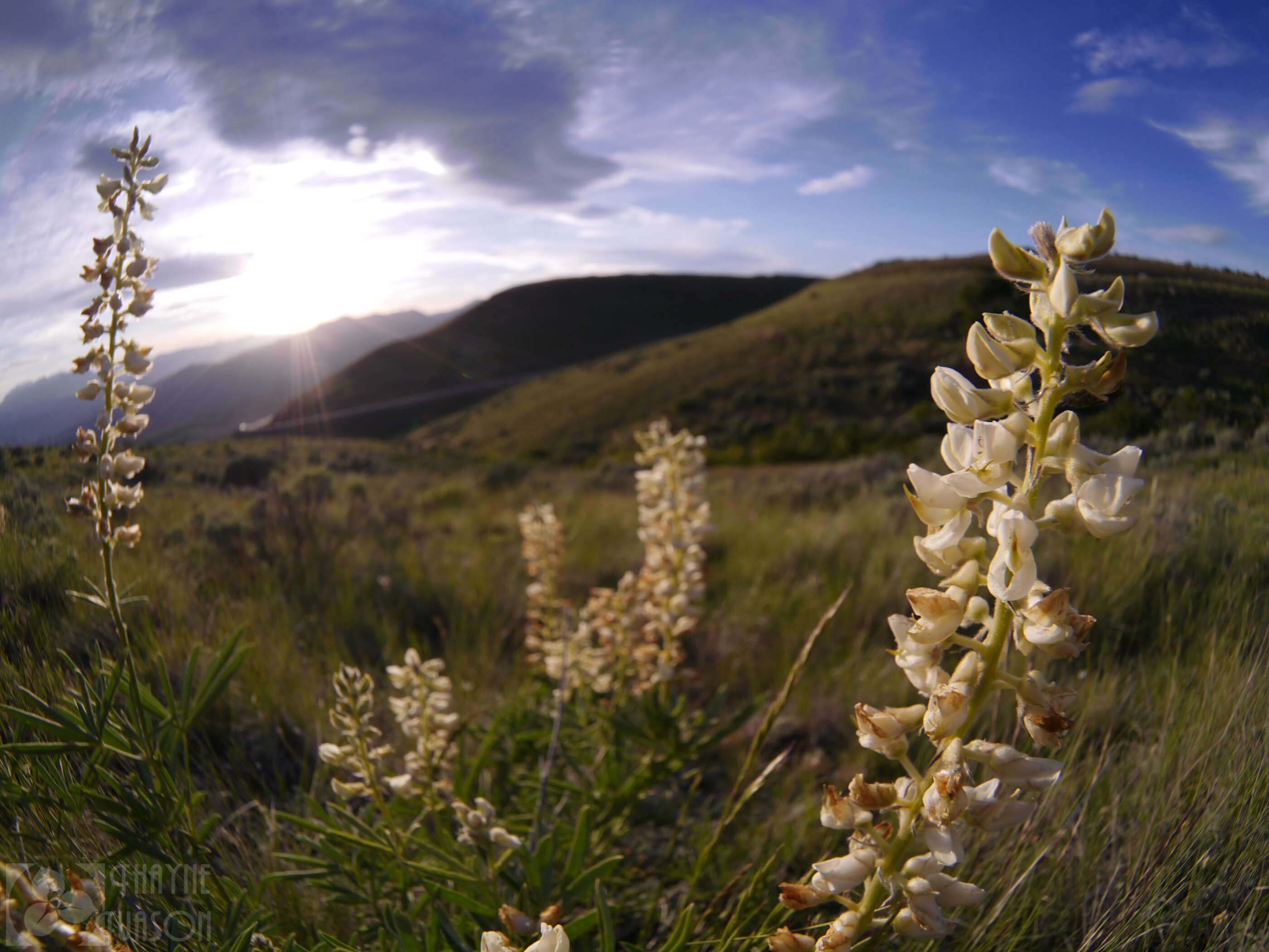 Imagem de Lupinus arbustus Lindl.