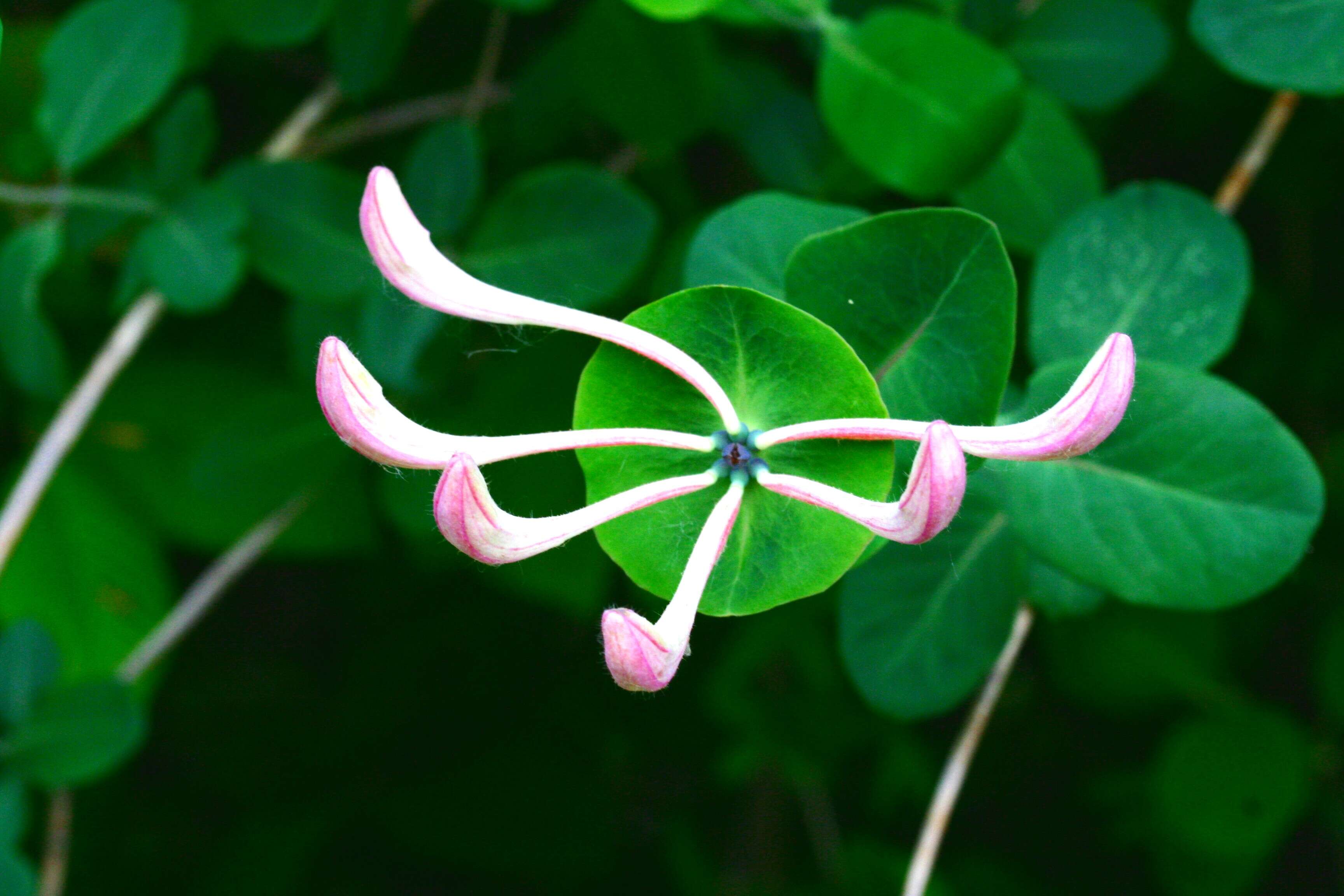 Image of Italian Honeysuckle