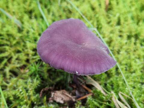 Image of Laccaria amethystina Cooke 1884