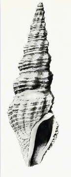 Image of Clathrodrillia callianira