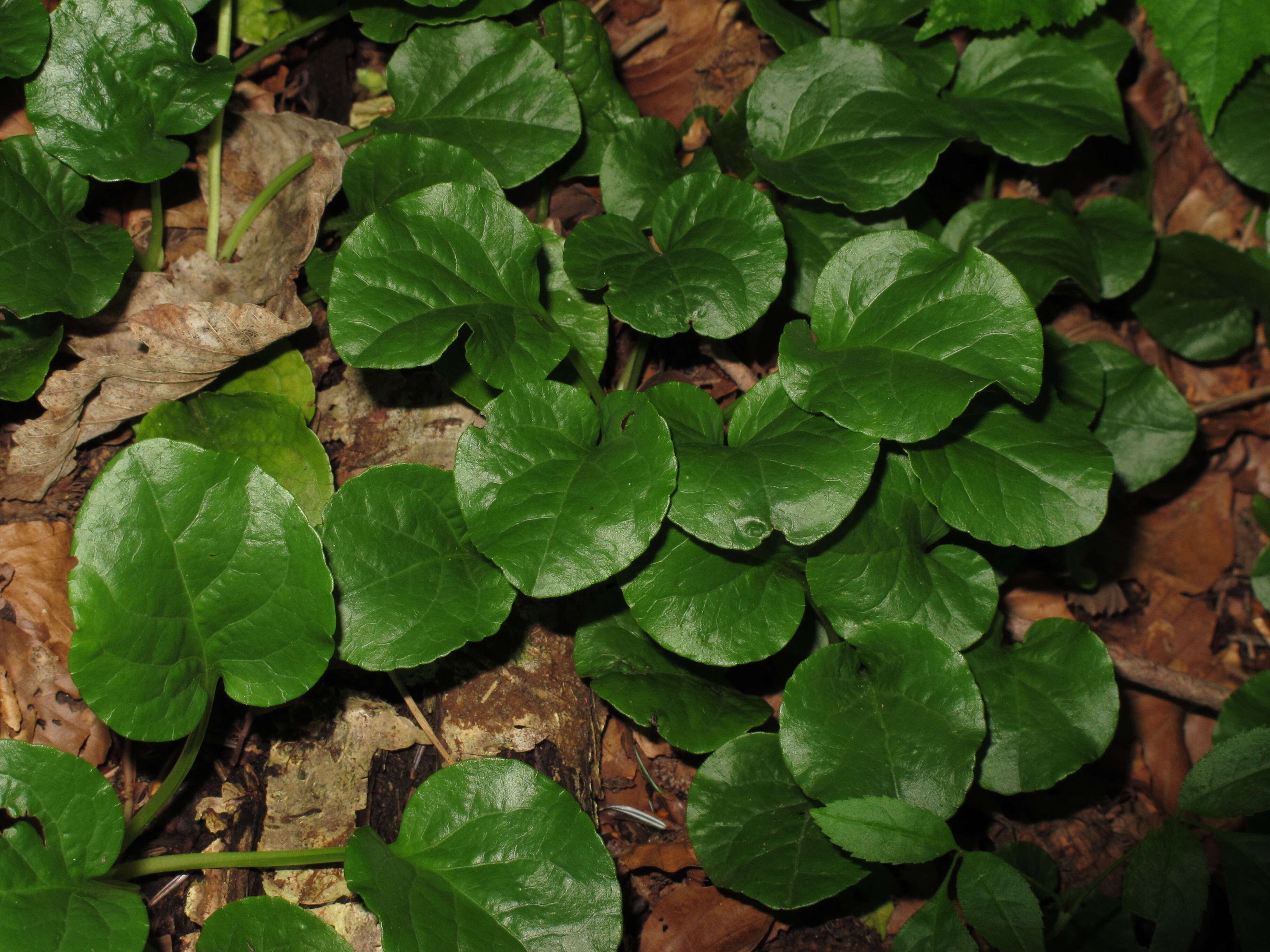 Image of round-leaved wintergreen