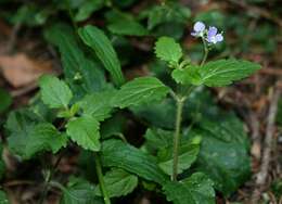 Image of Wood speedwell