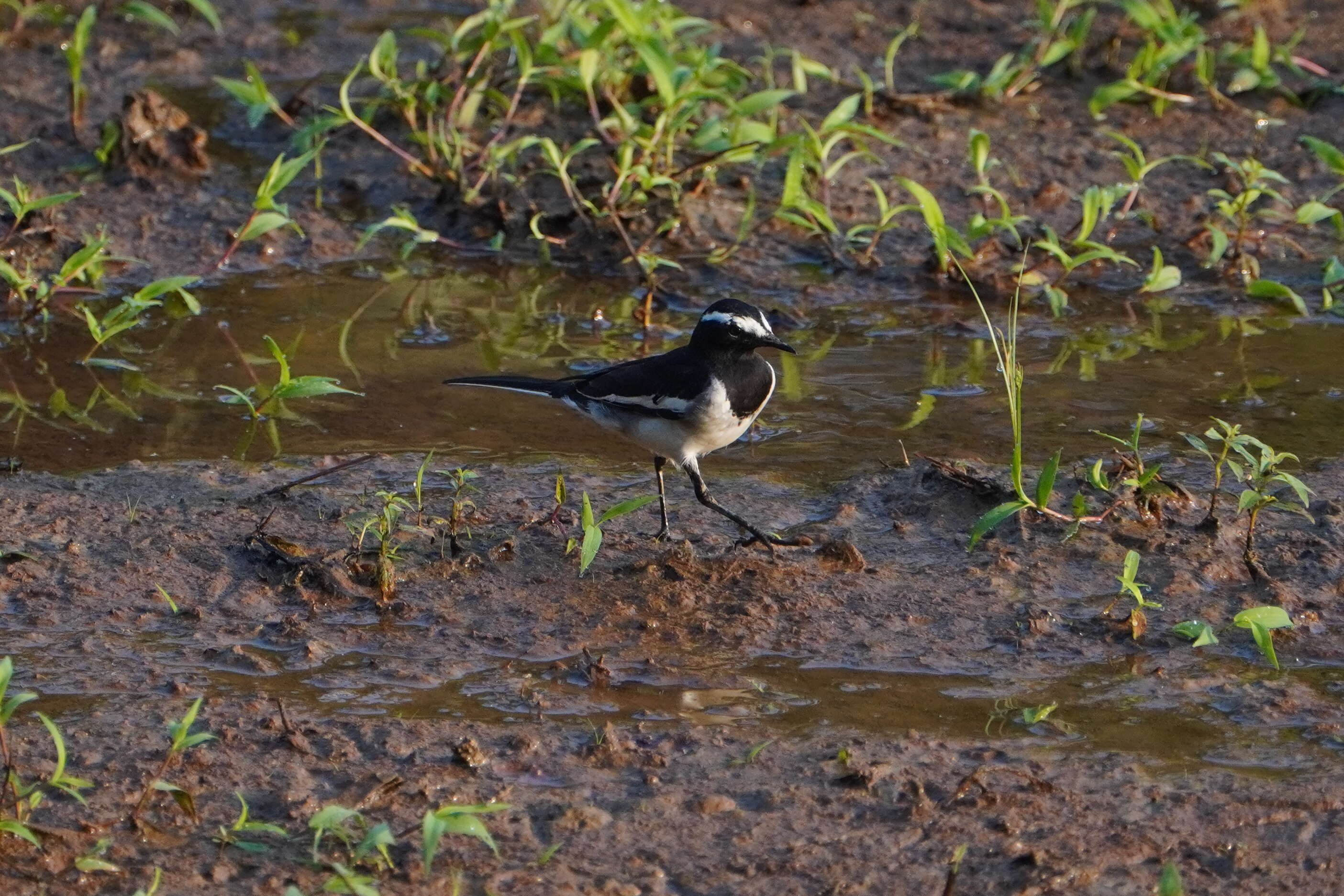 Image of White-browed Wagtail