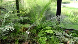 صورة Macrozamia communis L. A. S. Johnson