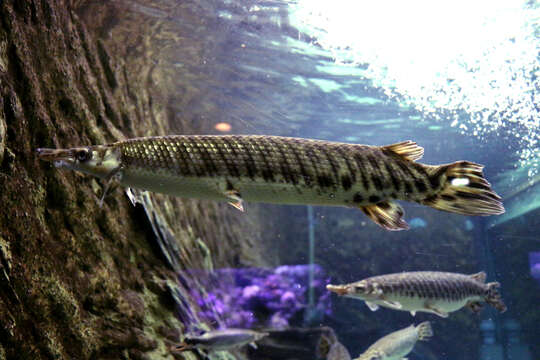 Image of Spotted gar