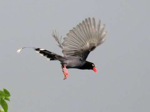 صورة Urocissa caerulea Gould 1863