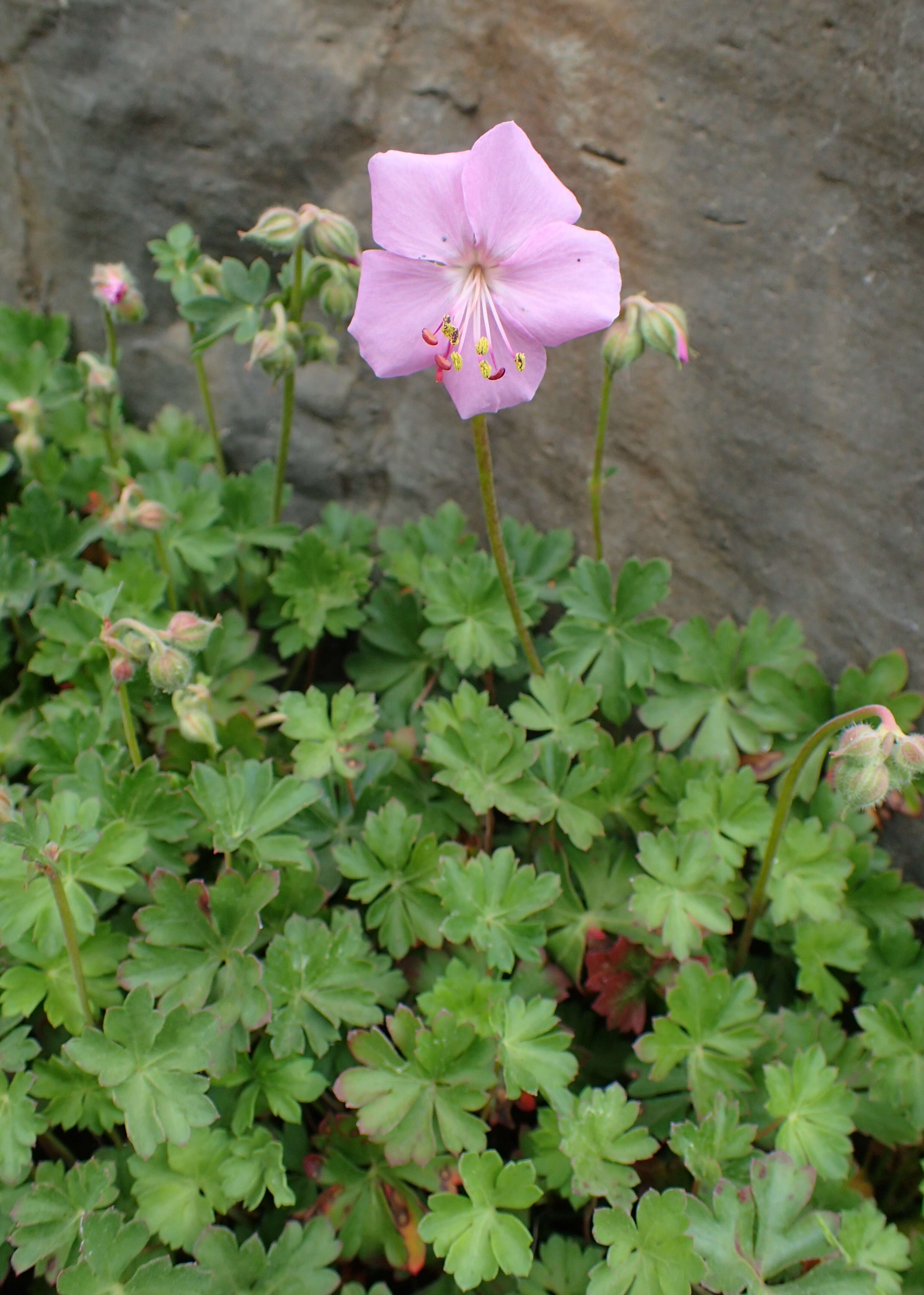 Image of Dalmatian Cranesbill