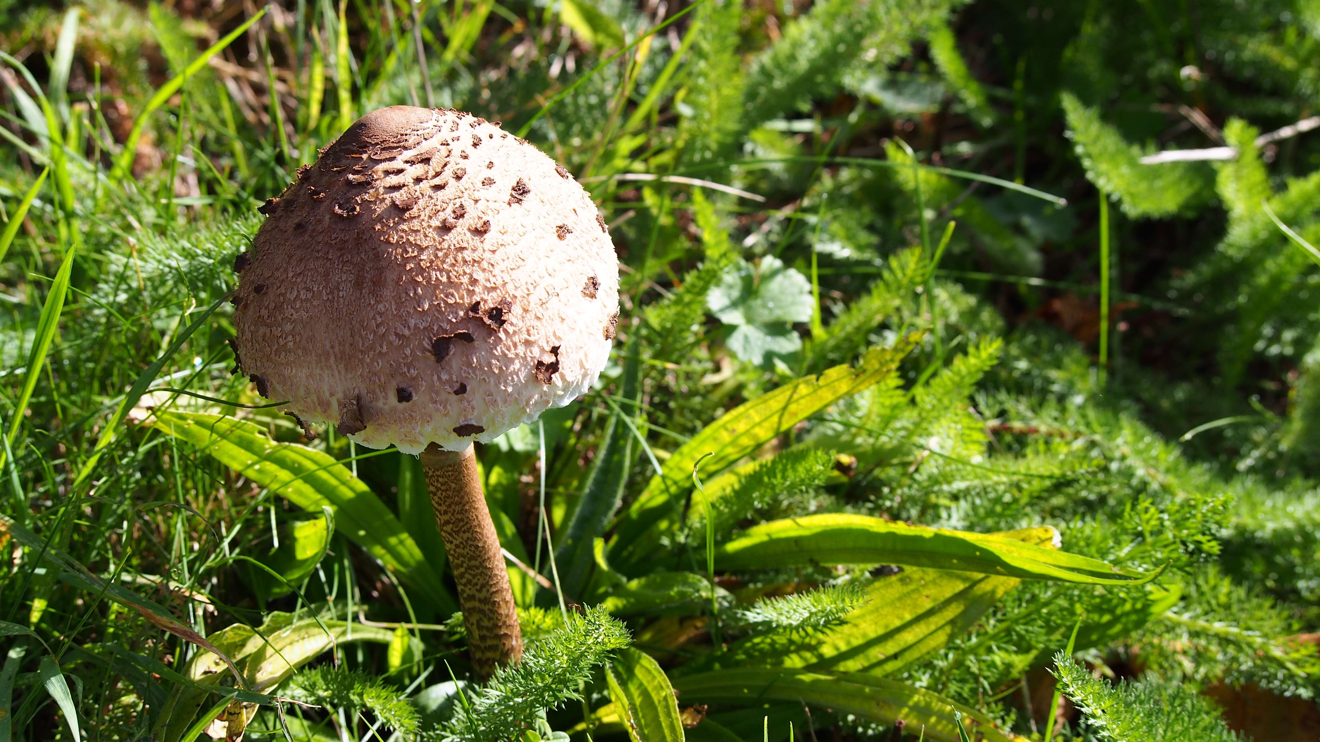 Image of Macrolepiota procera (Scop.) Singer 1948