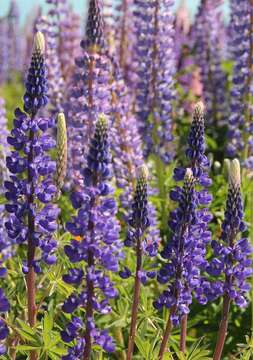 Image of big-leaved lupine