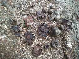 Image of False Earthstar