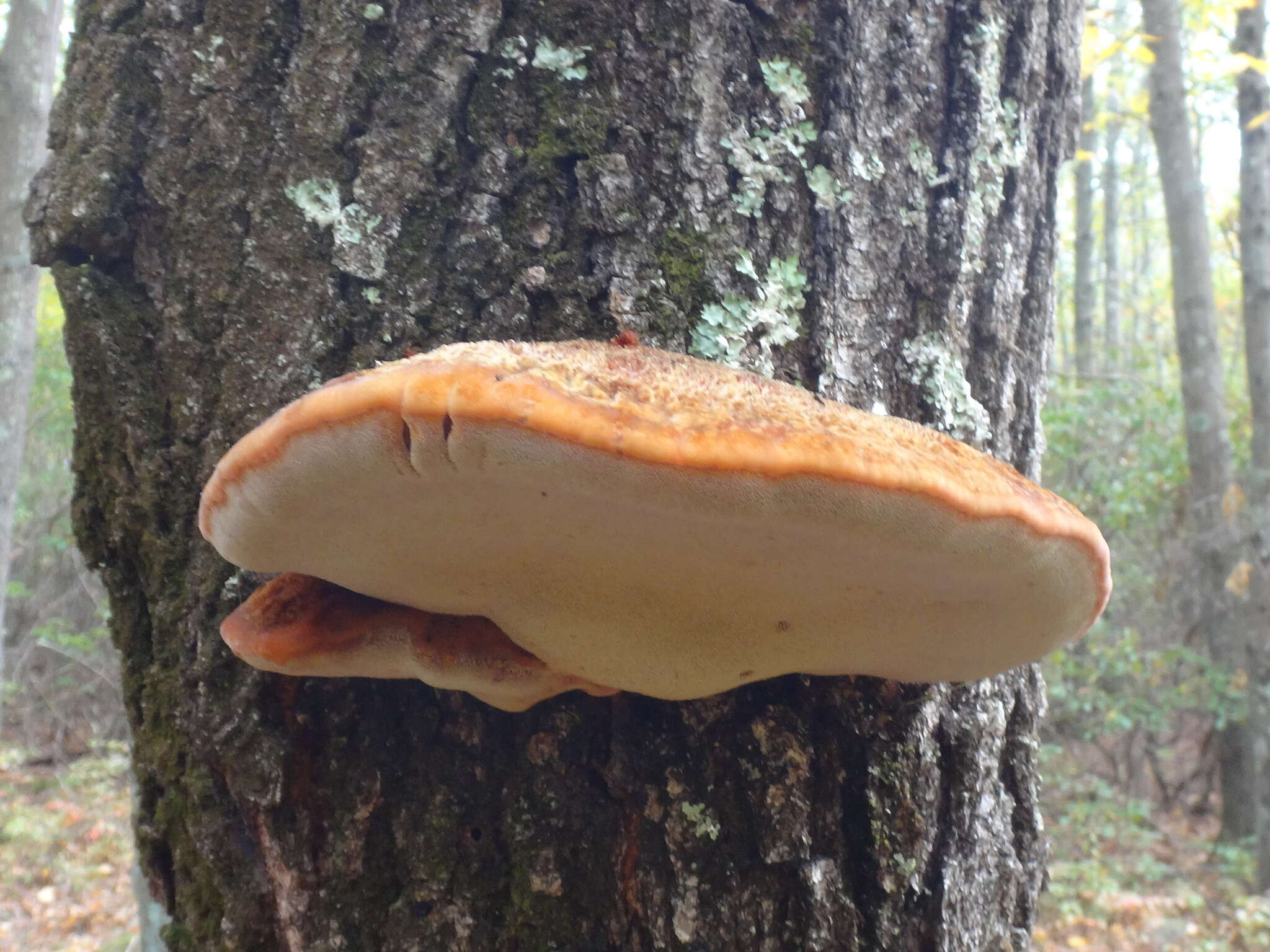 Image de Polypore hérissé