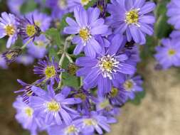 Olearia phlogopappa (Labill.) DC. resmi