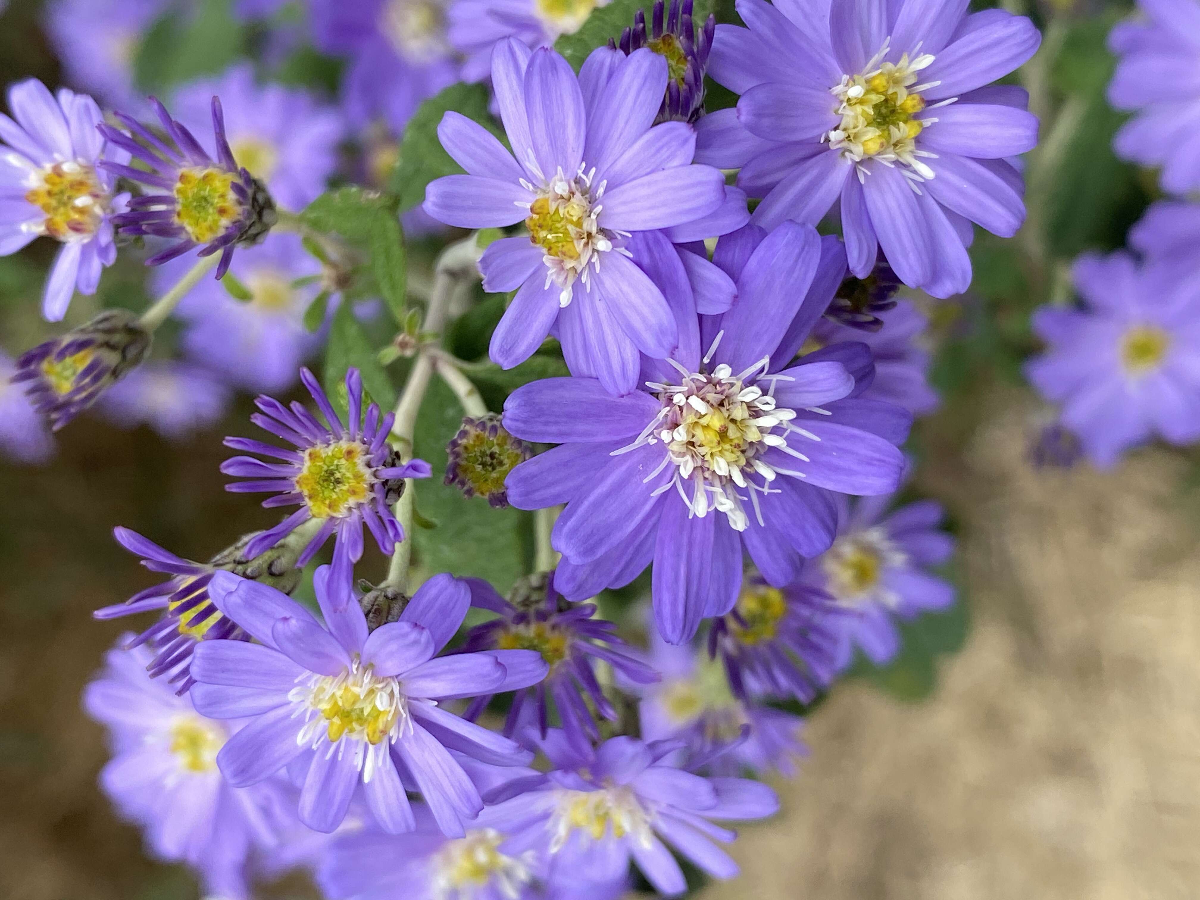 Olearia phlogopappa (Labill.) DC. resmi