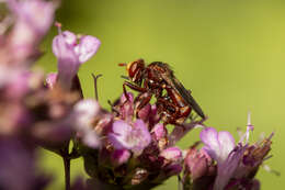 Image of Sicus ferrugineus (Linnaeus 1761)