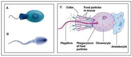 Image of choanoflagellates