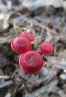 Image of Cruentomycena