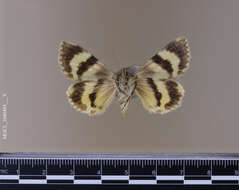 Image of Andromache Underwing