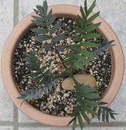 Image of Eastern Cape Blue Cycad