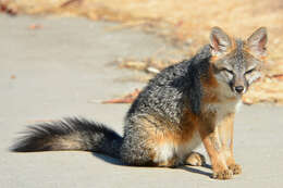 Image of Grey Foxes