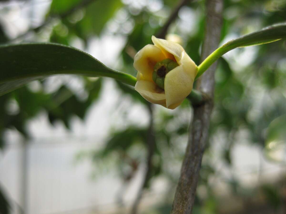 Image of Garcinia cowa Roxb.