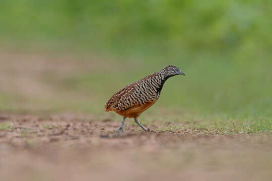 Image of Barred Buttonquail