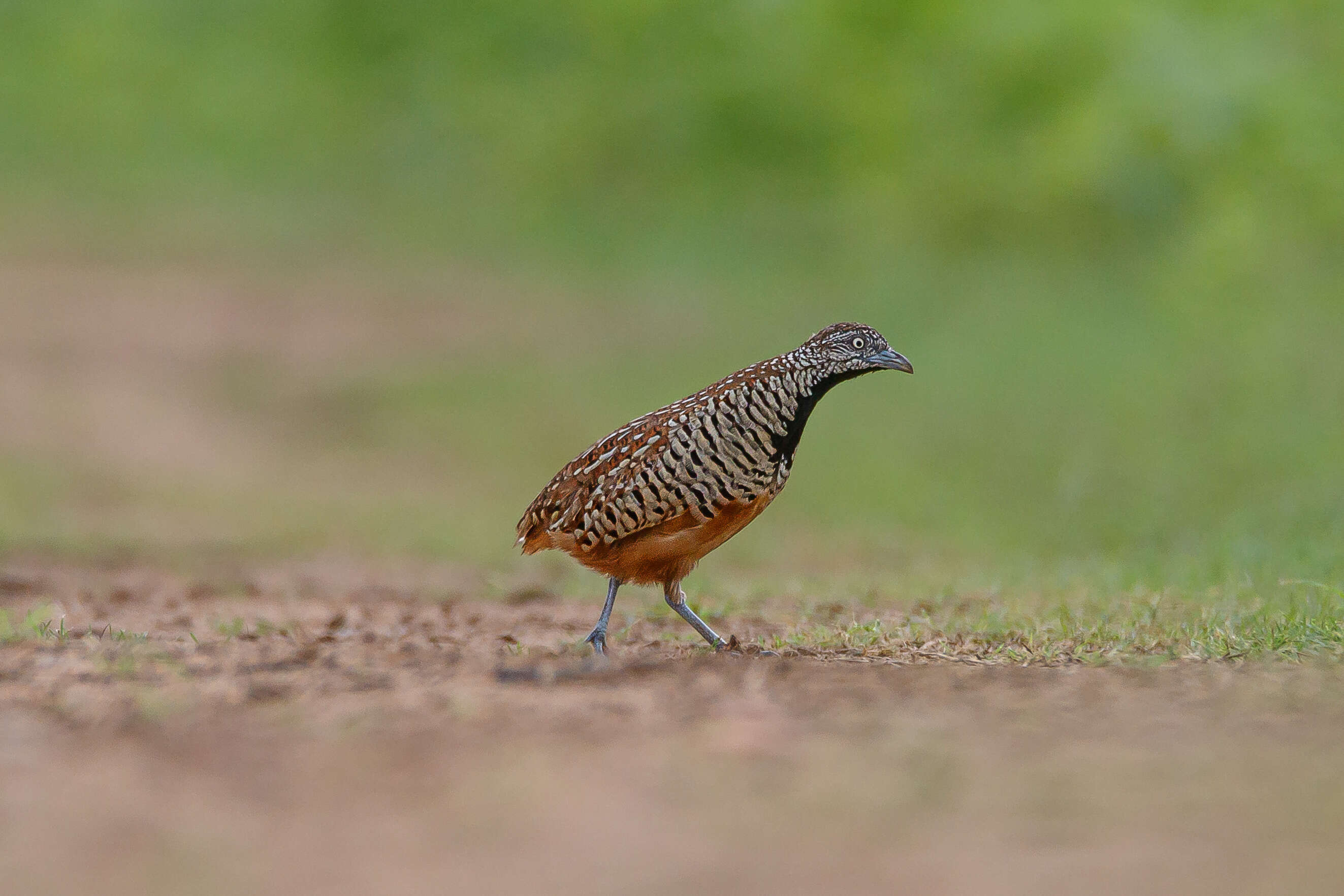 Image of Barred Buttonquail