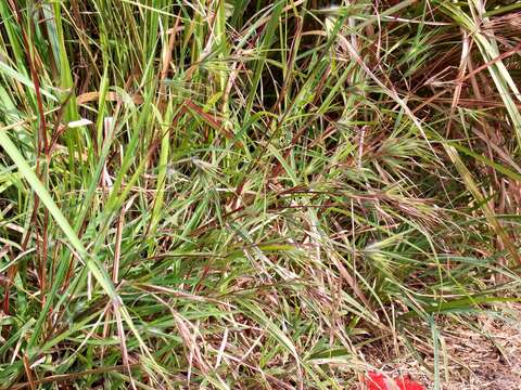 Image of Christmas grass