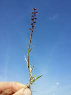 Image of stalked bur grass