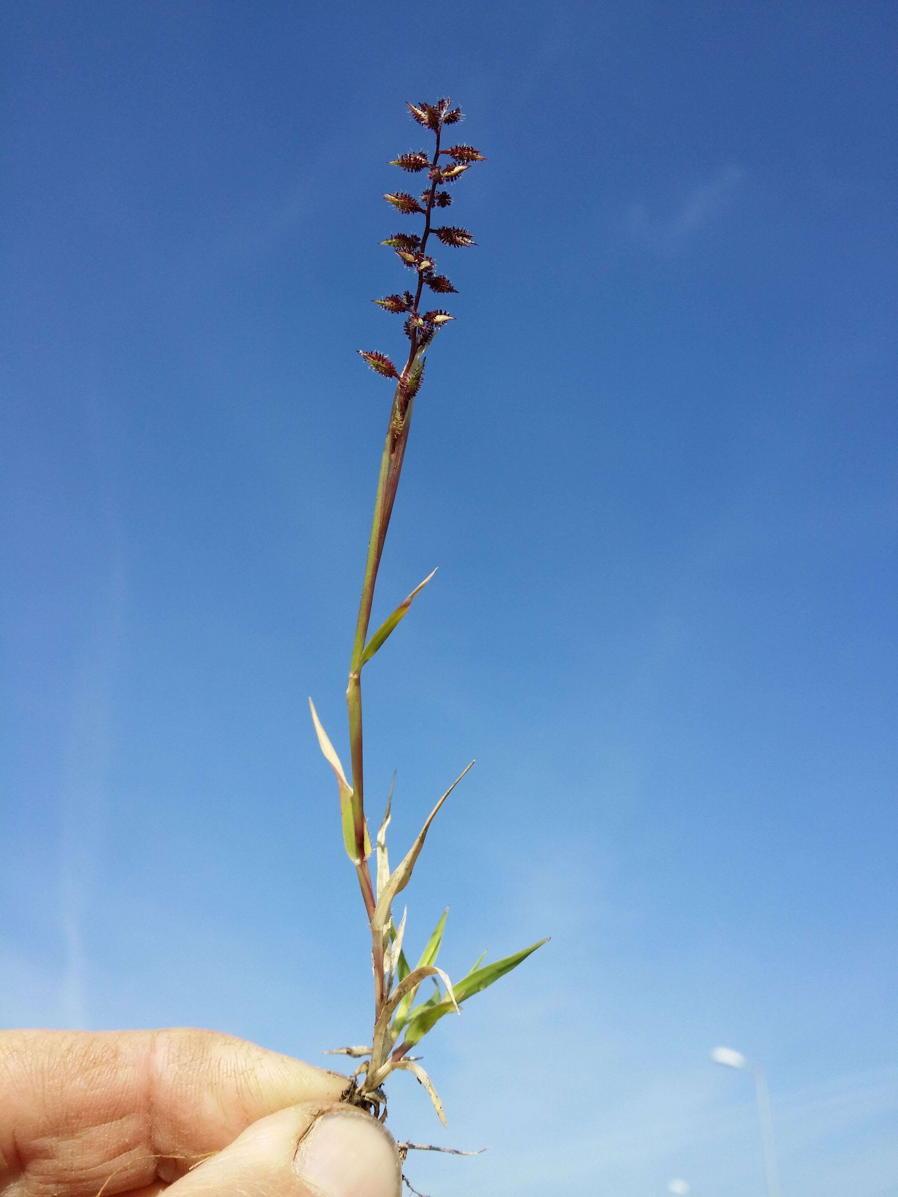 Image of stalked bur grass