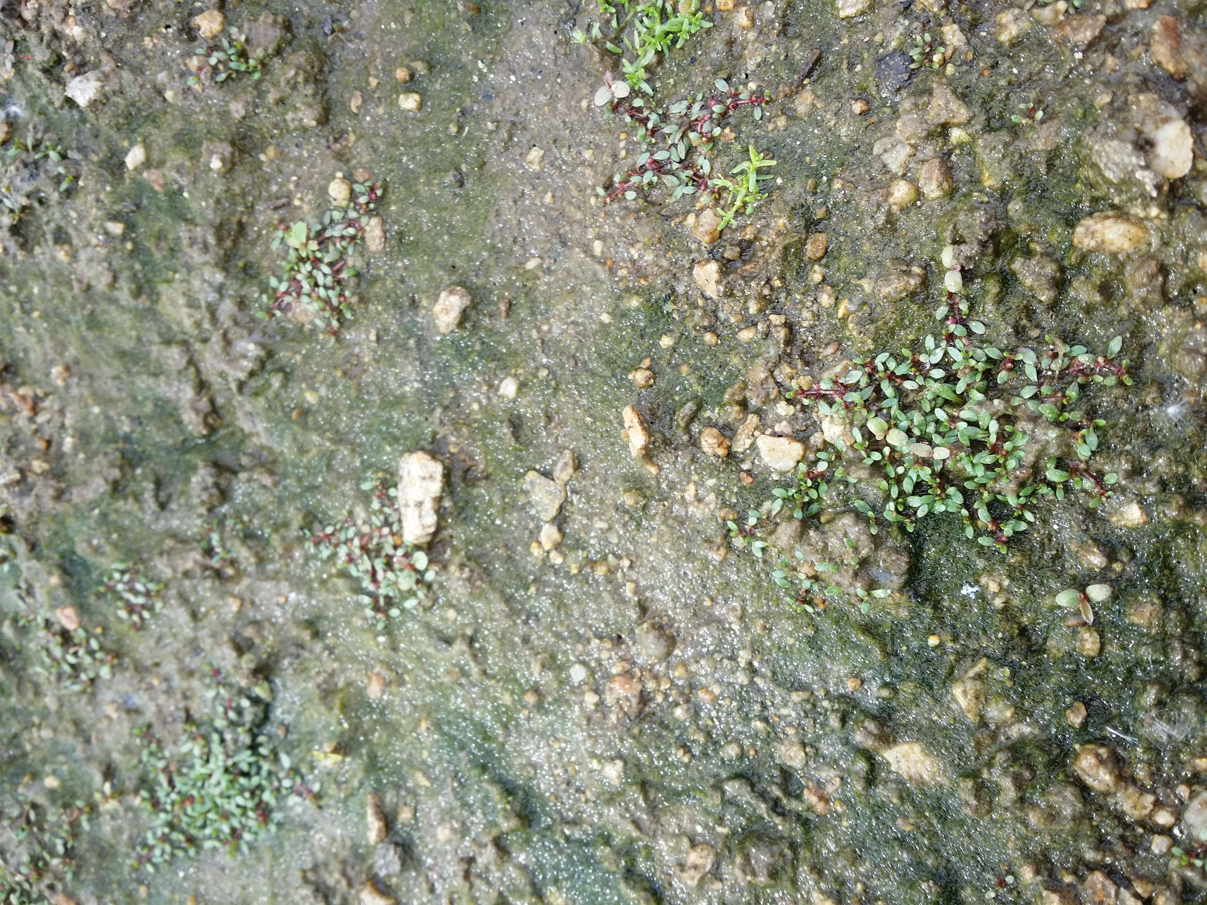 Image of eight-stamened waterwort