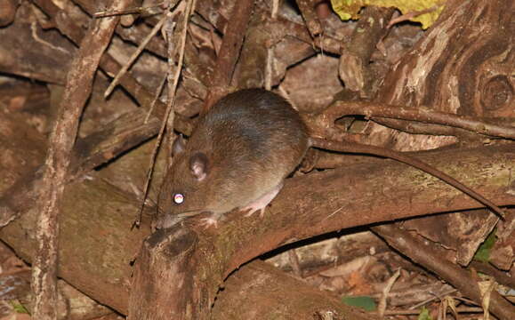 Image of Australian Bush Rat